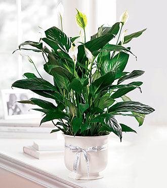 Comfort Planter