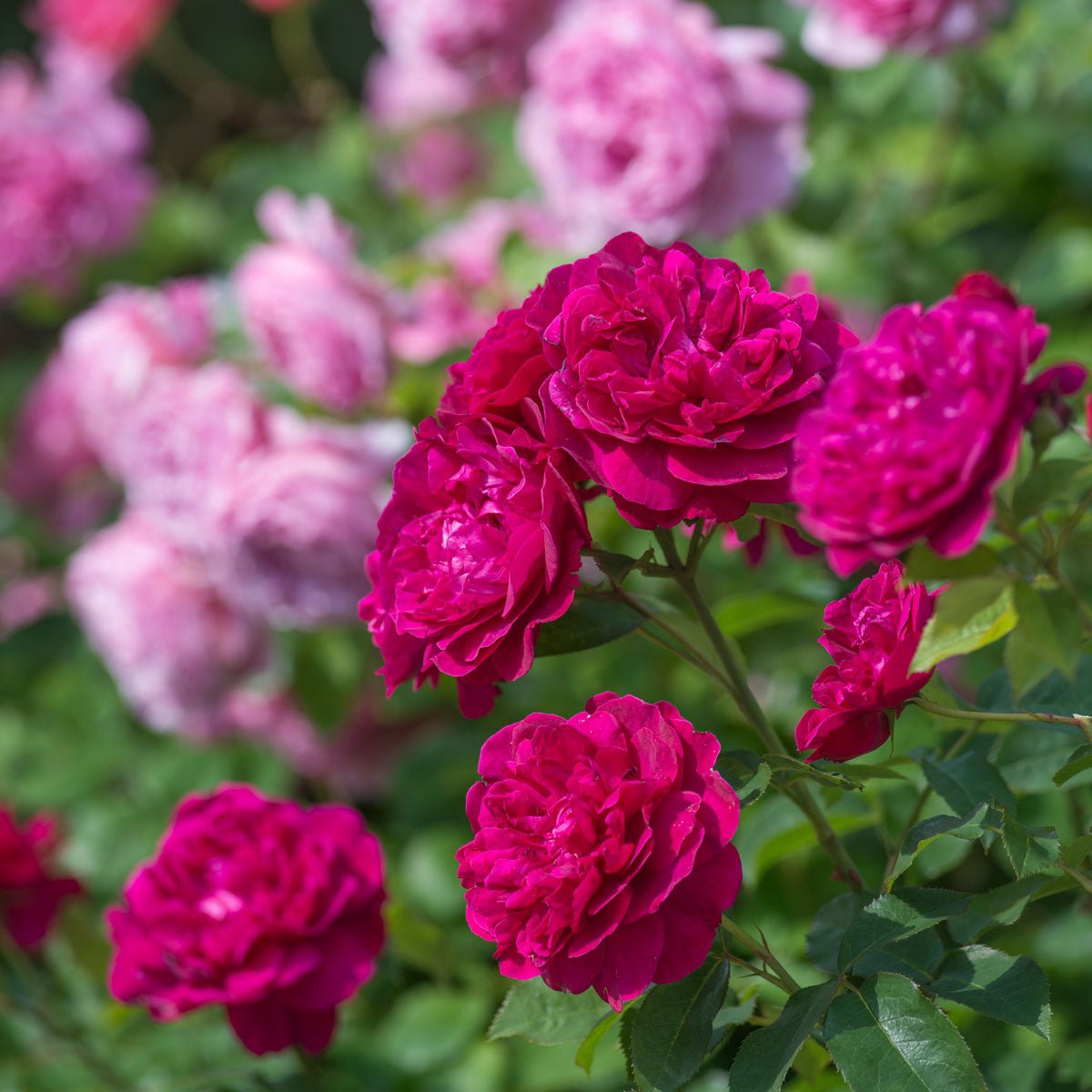 Darcey Bussell®