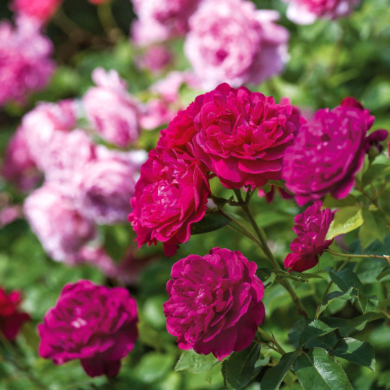 Darcey Bussell®