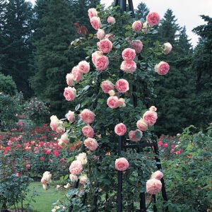 Eden Climber®