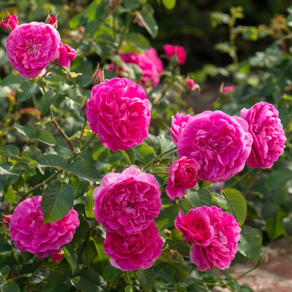 England’s Rose
