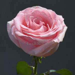 Glitter Pink Roses