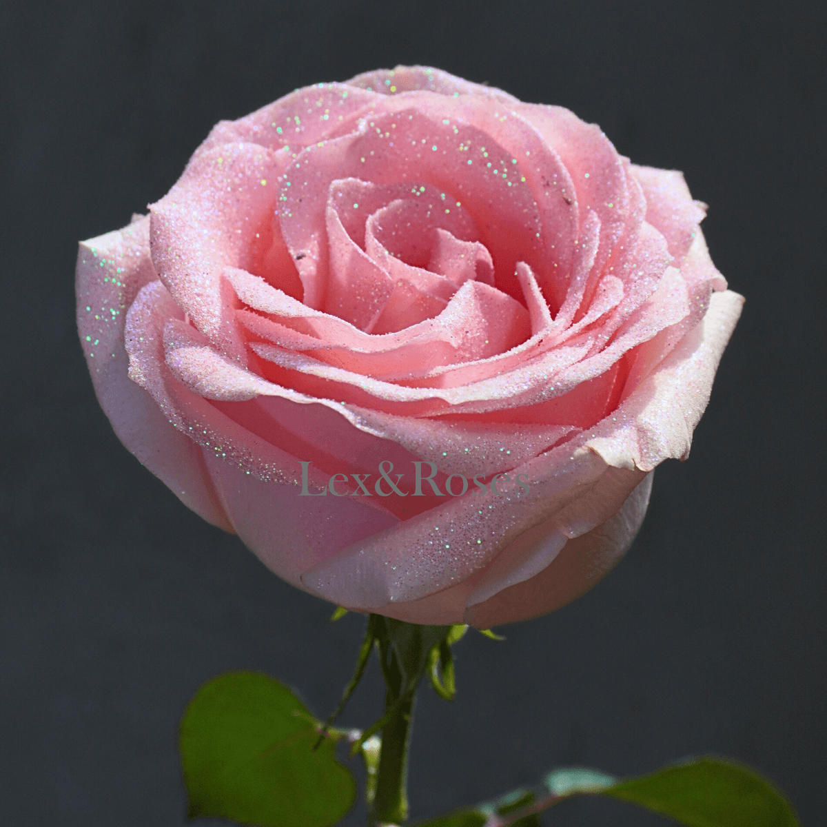 Glitter Pink Roses