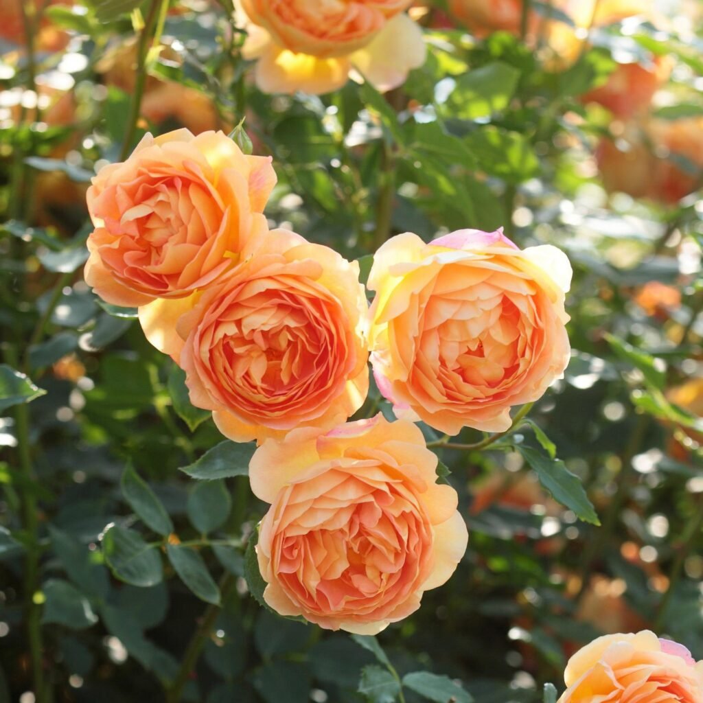 Lady of Shalott®