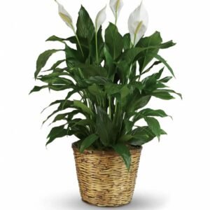 Large Peace Lily