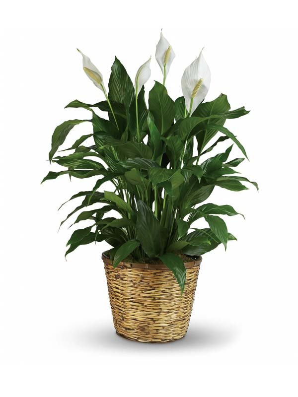 Large Peace Lily