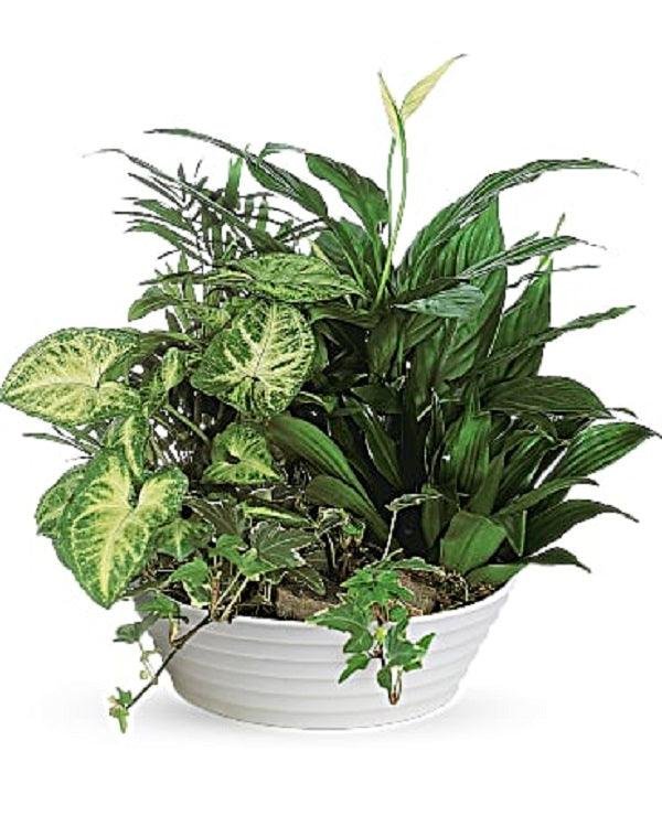 Lush Dishgarden