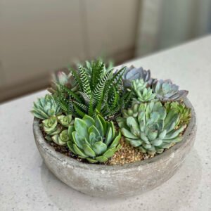NO.158 - SUCCULENTS IN THE CERAMIC POT