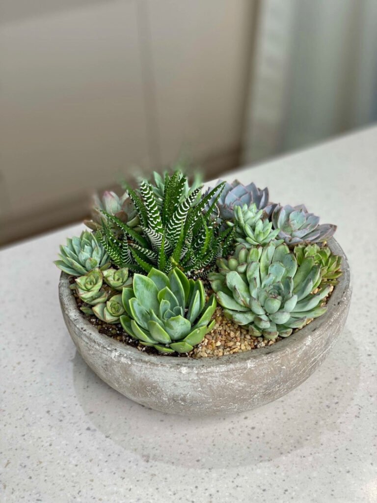 NO.158 – SUCCULENTS IN THE CERAMIC POT