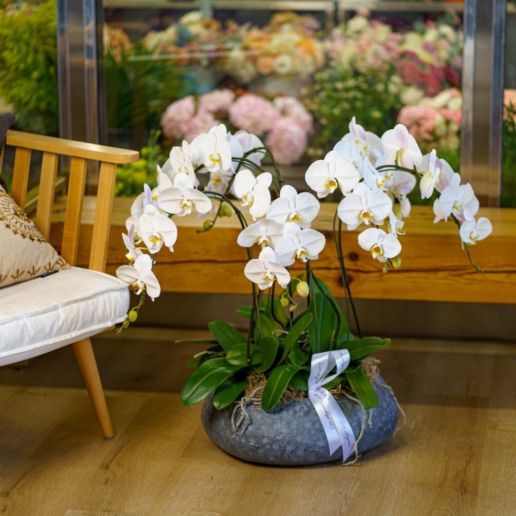 NO.160 – WHITE ORCHIDS IN THE CERAMIC POT