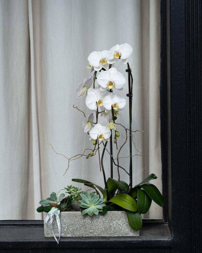 NO.891 – Elegant Orchids
