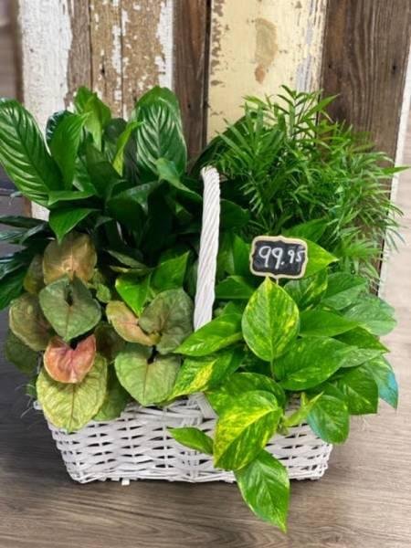 Plenty o’ Plants