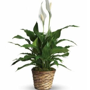Small Peace Lily