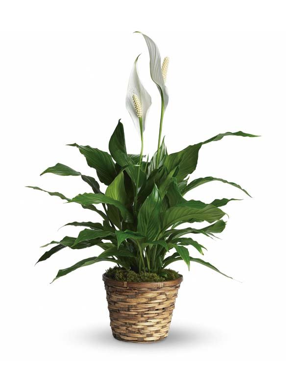 Small Peace Lily