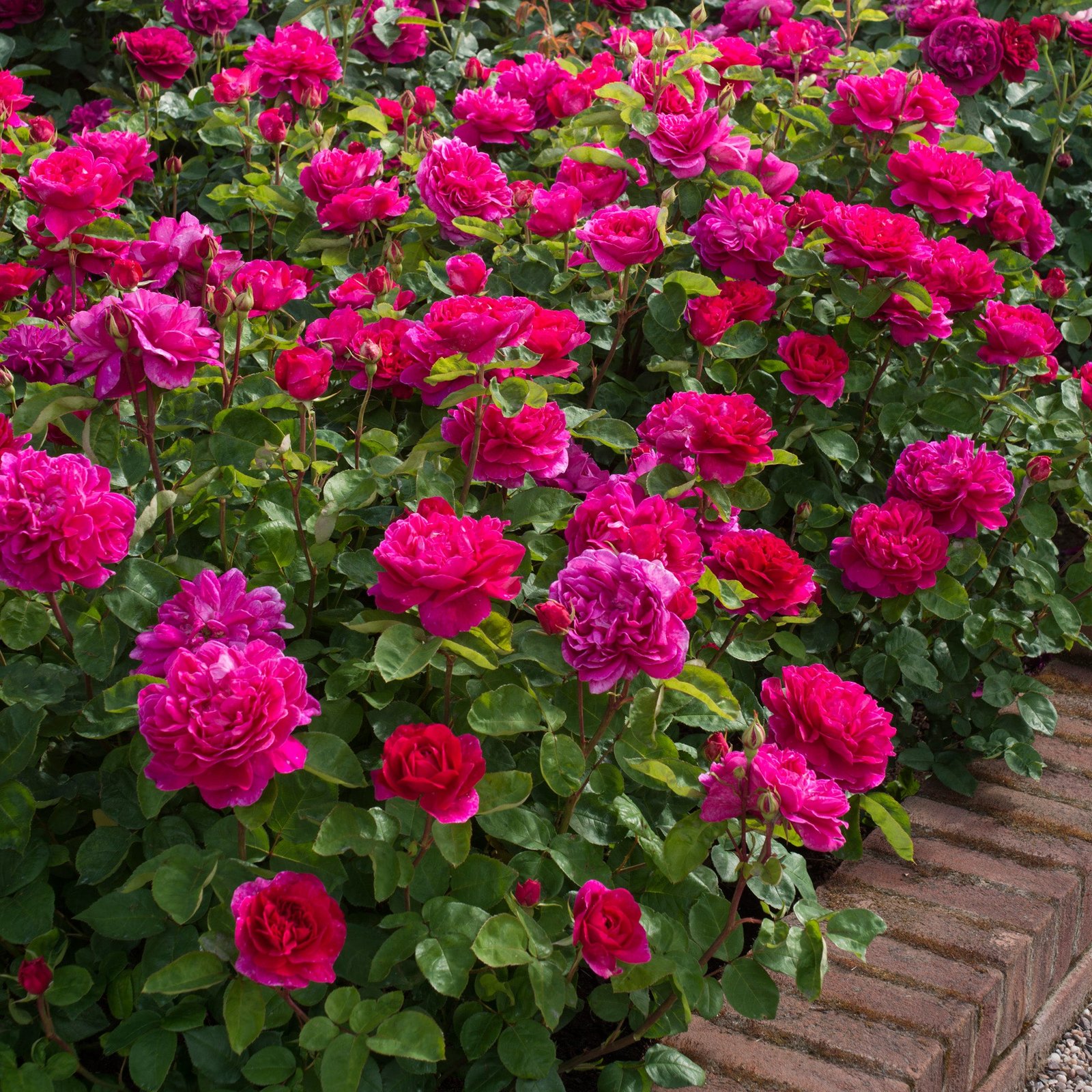 Sophy’s Rose