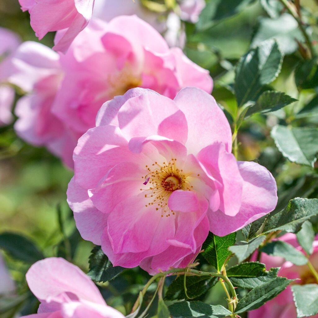 The Lady’s Blush